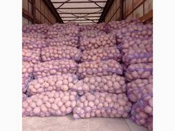 Продам товарний картофель сорту Белла Роса, без порші та дротянки.
