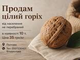 Продам цілий горіх гарної якості - фото 1