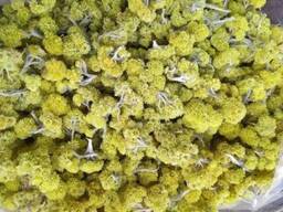 Продам безсмертник (цмін піщаний)