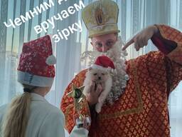 Продам цуценят померанського шпіца