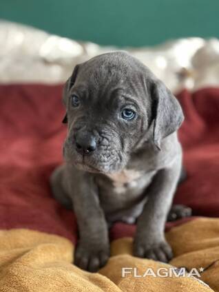 Продам цуценят породи кане корсо (дівчатка)