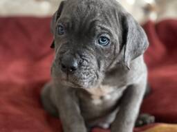 Продам цуценят породи кане корсо (дівчатка)