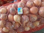 Продам цибулю власного врожаю - фото 1
