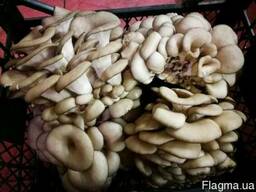 Продам вешенку охлажденную свежую