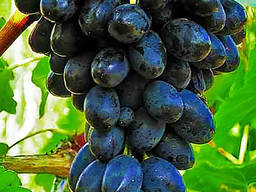 Продам виноградный сок , уксус.