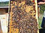 Продам високопродуктивні плідні матки /бджоломатки Карпатка - фото 1