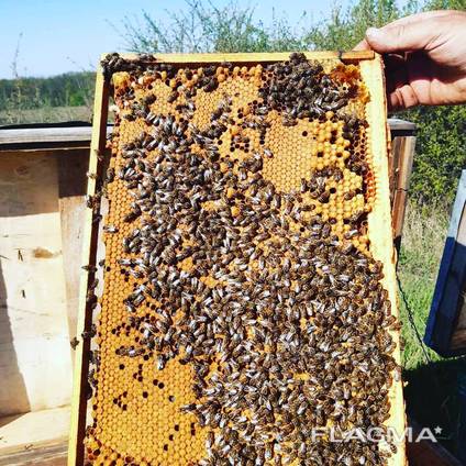 Продам високопродуктивні плідні матки /бджоломатки Карпатка