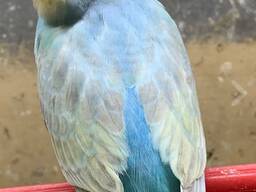 Продам волнистых попугаев Харьков