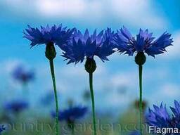 Продам Волошки Садовые и много других растений