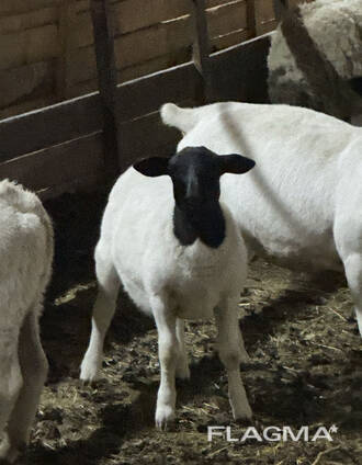 Продам все поголівʼя вівці ДОРПЕР