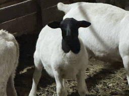 Продам все поголівʼя вівці ДОРПЕР