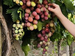 Продам виноград столових сортів