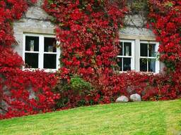 Продам вьющиеся растения - Плющ и много других растений