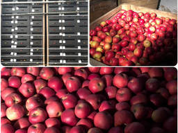 Продам яблоки экспортного качества