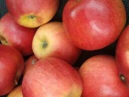 Продам яблоки из холодильника