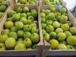 Продам яблоки из Польши - фото 2
