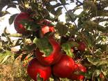 Продам яблоки, урожай 2021г ОПТ - фото 2