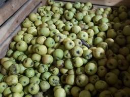 Продам яблоко 2 сорта оптом