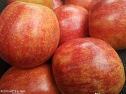 Продам яблука з холодильника, високої якості, різних сортів