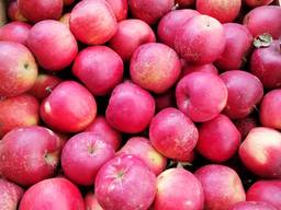 Продам яблука зимових сортів