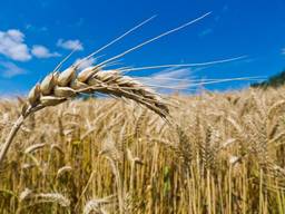 Продам ячмень FOB , CIF