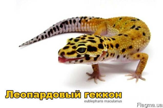 Продам ящерицы Леопардовый геккон ( эублефар )