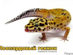 Продам ящерицы Леопардовый геккон ( эублефар )