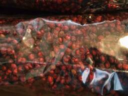 Продам ягоды лимонника