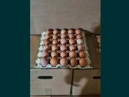 Продам яйце фермерське