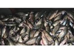 Продам за рыбок: Щука, толстолоб, линя карася