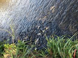 Продам зарыбок карпа