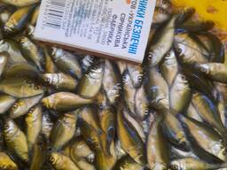 Продам зарибок коропа