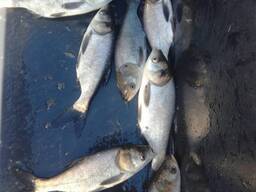 Продам зарибок коропа і товстолоба