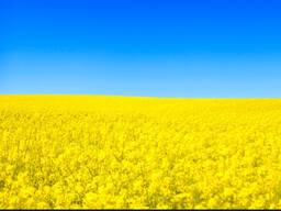 Продам завод по переработке рапса, подсолнечника.