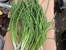 Продам зелёный лук перо в Запорожье 80 тонн. Фасован.