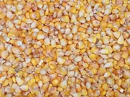 Продам зерно кукурузи
