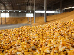Продам зернові- кукурудзу, пшеницю, соняшник