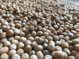 Продам желтый горох