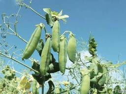 Продам желтый горох