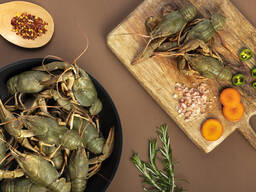 Продам живые раки(собственный импорт) с 15 июля