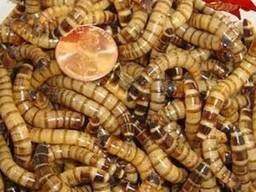 Продам Зофобас (Zophobas morio)