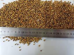 Продамо червоне сорго вр.2025, Київська обл. , 10,5 т