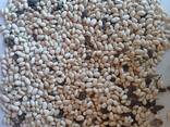 Продамо квасолю білу сорту Navy Beans врожаю 2026 року - фото 2