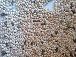 Продамо квасолю білу сорту Navy Beans врожаю 2026 року - фото 4