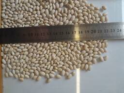 Продамо квасолю білу врожаю 2025 року