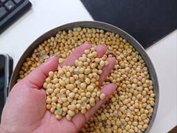 Продамо половинки сої, 14 т, Київська обл.