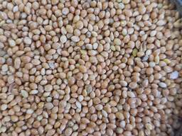 Продамо просо жовте 2 кл. очищене