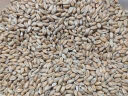 Продамо пшеницю 4 класу очищену