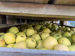 Продамо яблука сорту «Голден» із власного саду