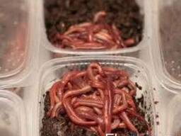 Продаю червя для рыбалки (калифонийский)